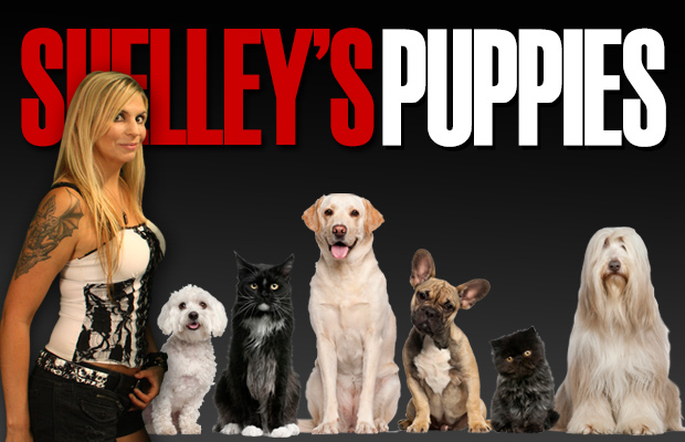 Shelley's Puppies