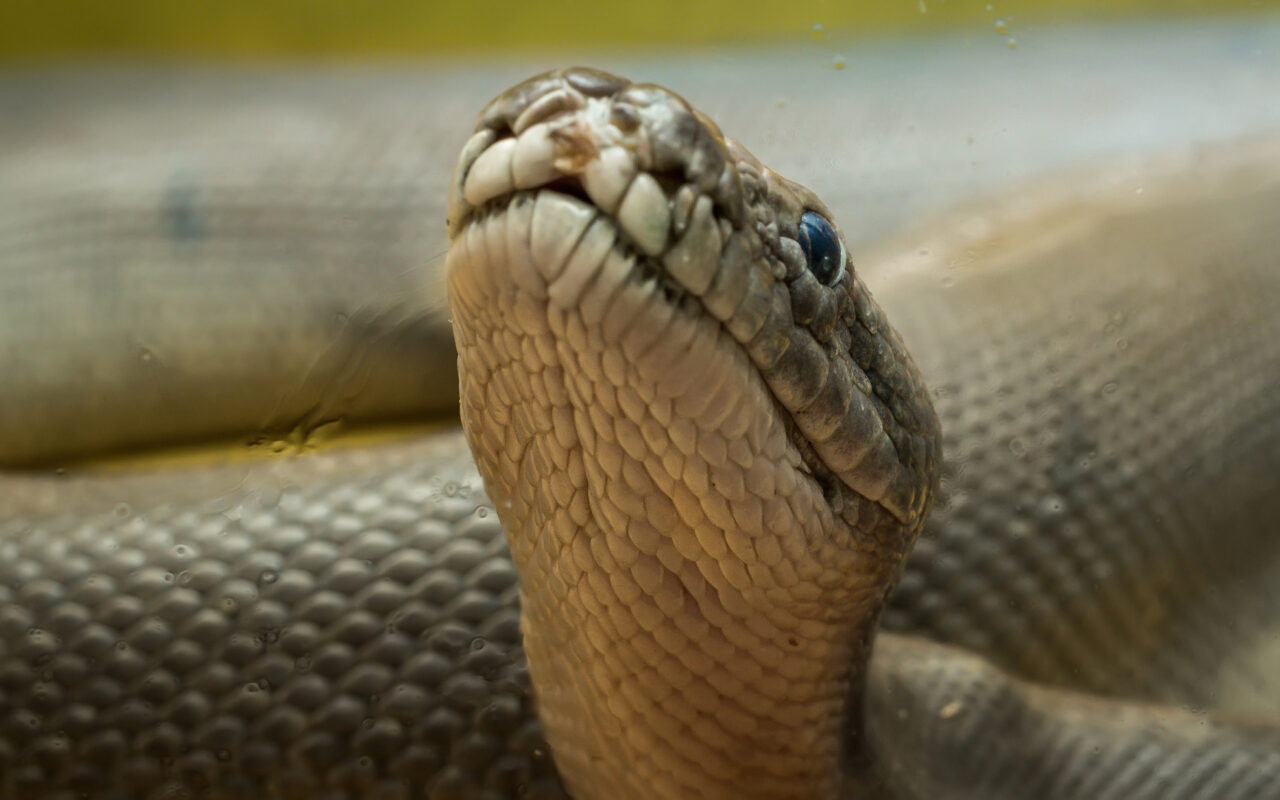 Python