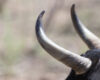bull