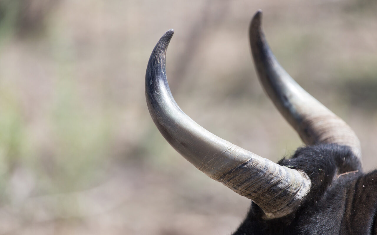 bull
