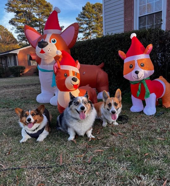 February 6, 2026 – Adobo, Mojo and Zorro