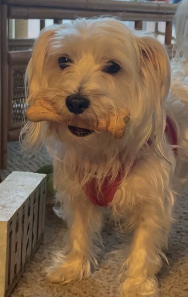 March 7, 2026 – Bella