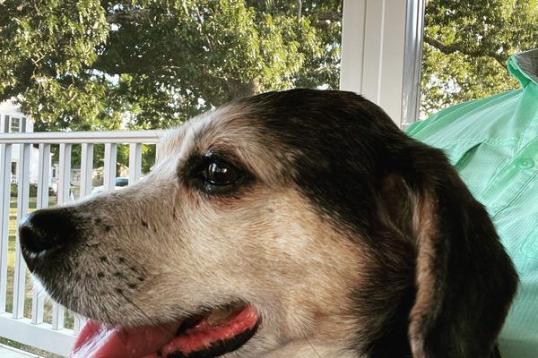 March 13, 2026 – Rebel