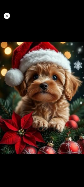 March 15, 2026 – Skippy