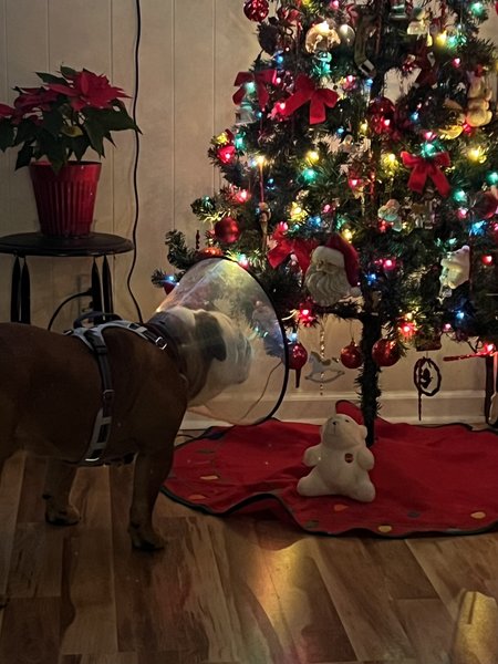 April 1, 2026 – T-Bone