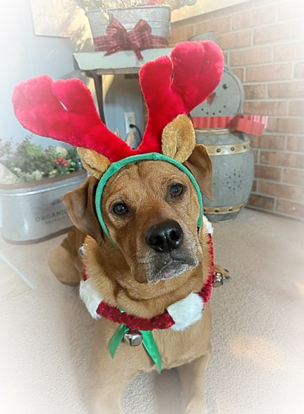 April 11, 2026 – Bailey April 11, 2026 – Bailey