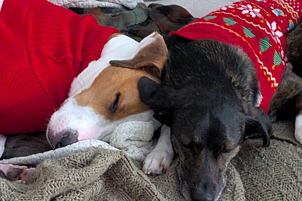 April 12, 2026 – Chief and Max April 12, 2026 – Chief and Max