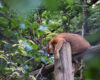 Red panda resting on a fallen log in a lush forest.