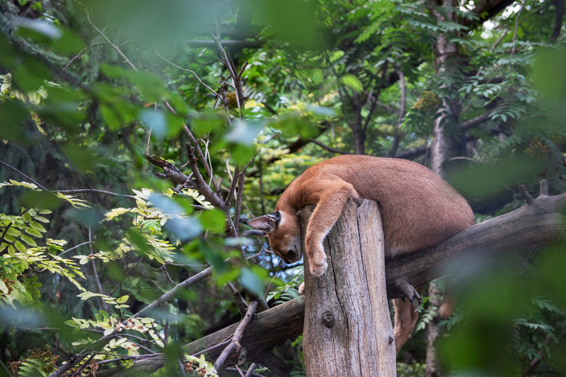 Red panda resting on a fallen log in a lush forest.
