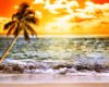 Sunset over a tropical beach with a leaning palm tree and gentle waves.