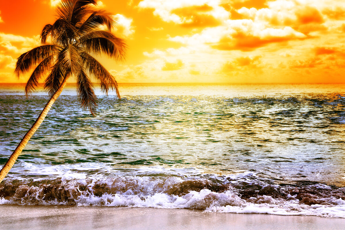 Sunset over a tropical beach with a leaning palm tree and gentle waves.