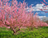 Orchard rows of pink-blossomed trees under a blue sky with scattered clouds, in full bloom.