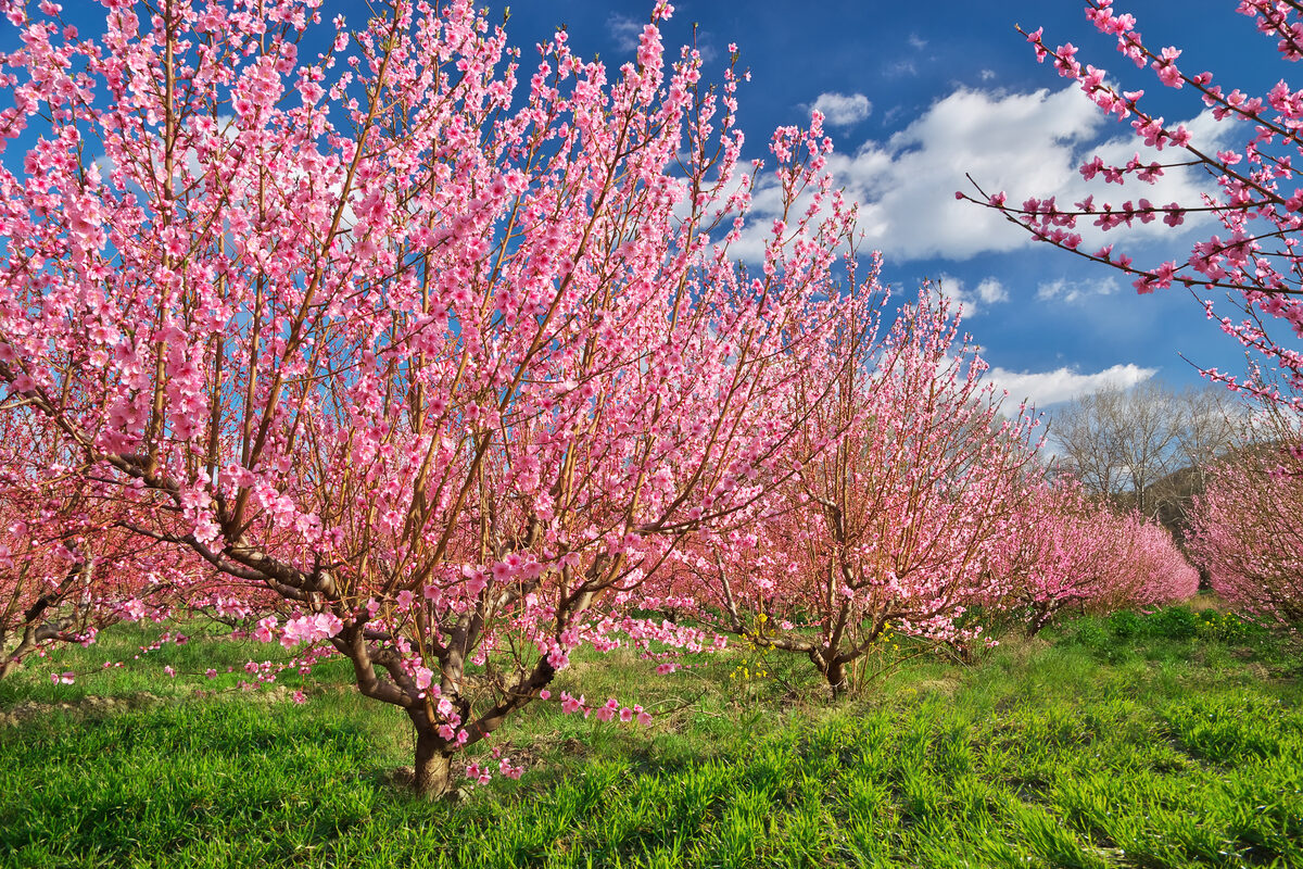 Orchard rows of pink-blossomed trees under a blue sky with scattered clouds, in full bloom.