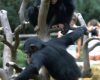 Two chimpanzees climb a bare tree; one sits on a branch while the other hangs below, with a blurred outdoor setting in the background