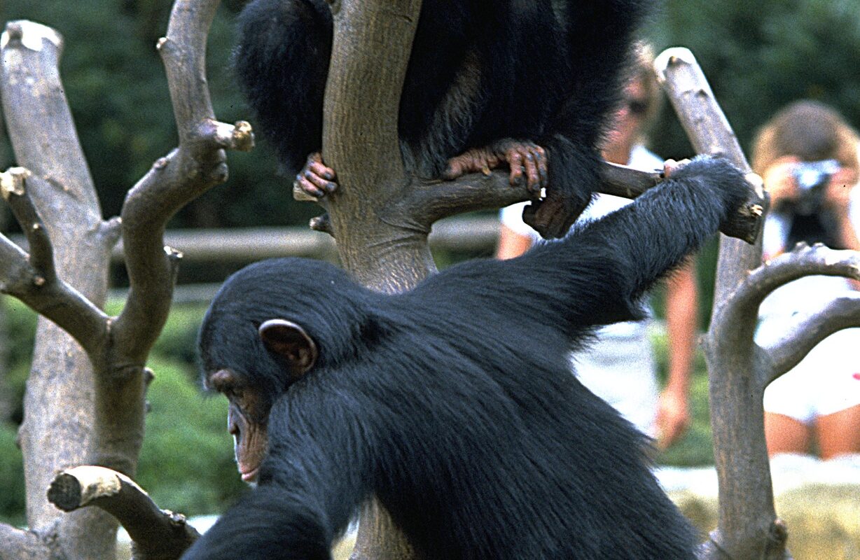 Two chimpanzees climb a bare tree; one sits on a branch while the other hangs below, with a blurred outdoor setting in the background