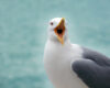 Seagull with open beak facing the camera against a blurred blue-green background, as if squawking or calling out