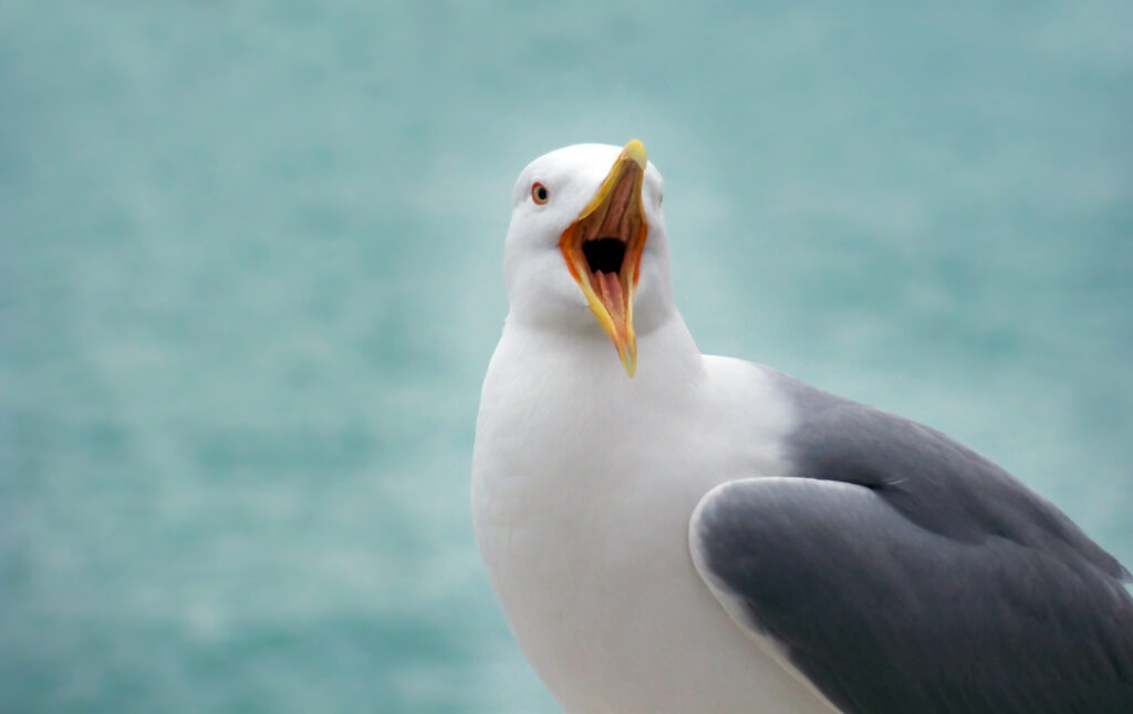 Seagull with open beak facing the camera against a blurred blue-green background, as if squawking or calling out