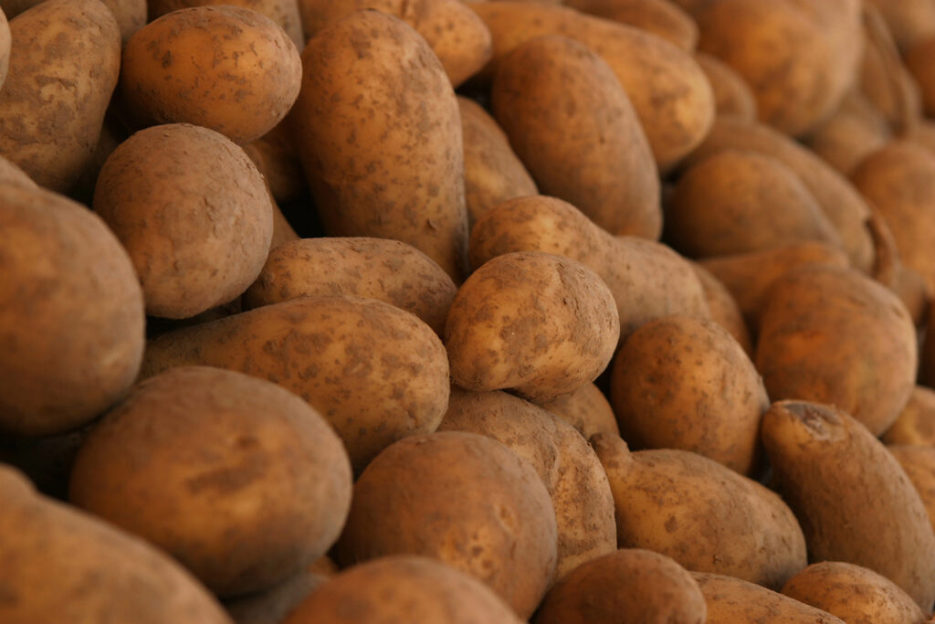 Pile of unwashed brown potatoes stacked together