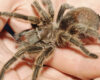 Brown, hairy tarantula held gently in a person’s cupped hands, close up on its legs and body