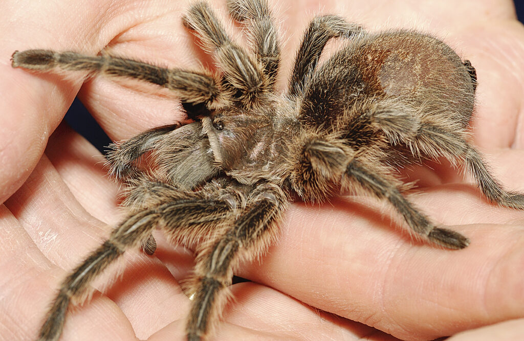 Brown, hairy tarantula held gently in a person’s cupped hands, close up on its legs and body